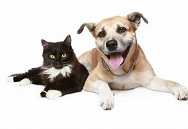 Dog and Cat